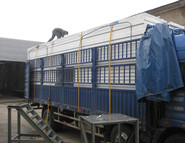 �����߲˷Nֲ��(y��ng)�����ķN�Aо��